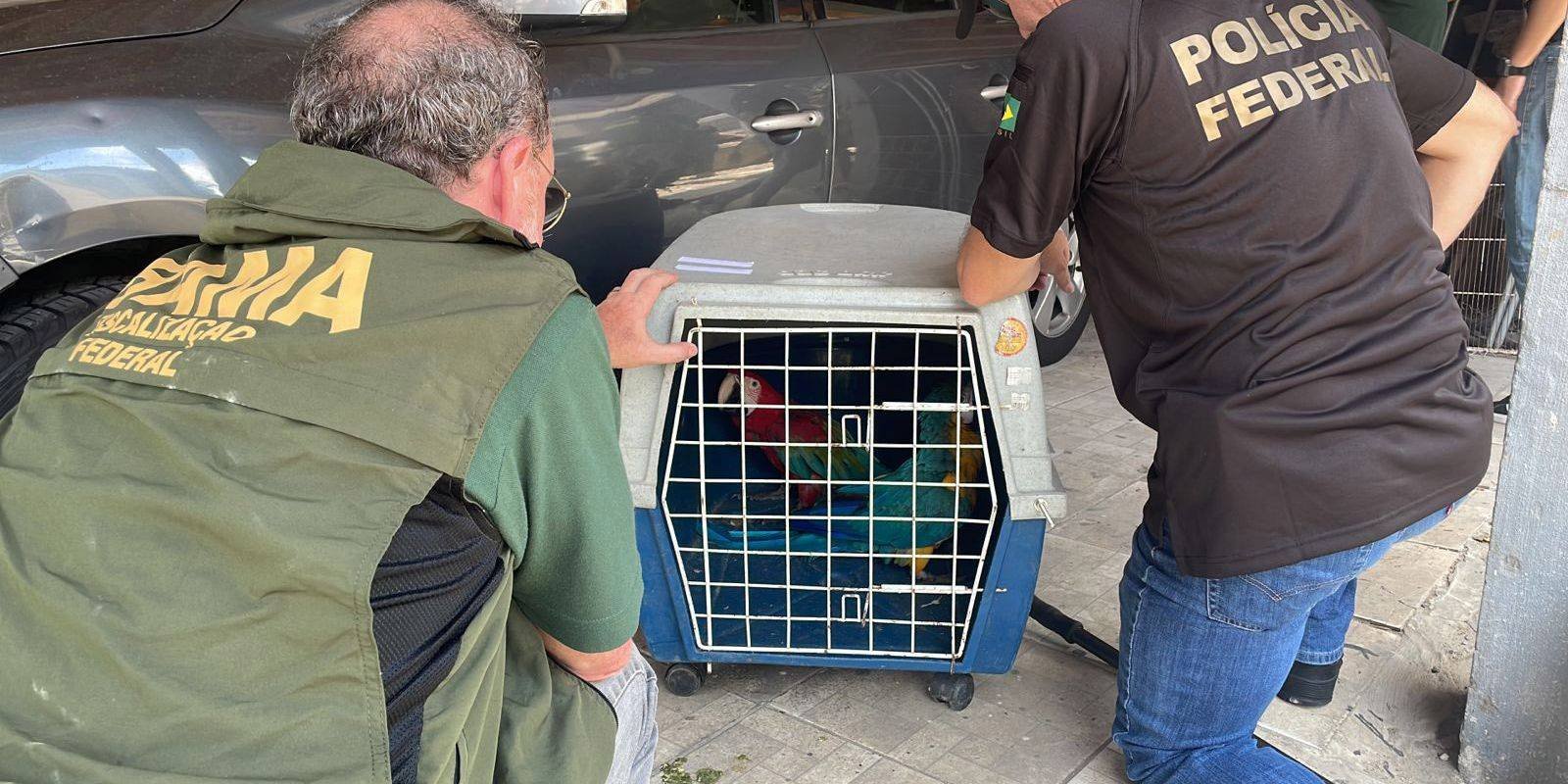 PF e IBAMA apreendem aves compradas ilegalmente no Rio de Janeiro