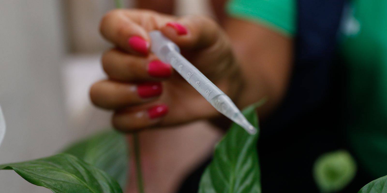 Incorporação de vacina contra dengue ao SUS deve sair ainda este ano