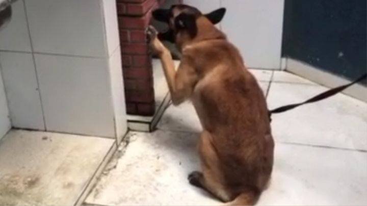 Policiais da 89ª CIPM Mucuri entram em treinamento para o uso de ‘cães farejadores’, conhecidos como ‘K-9’