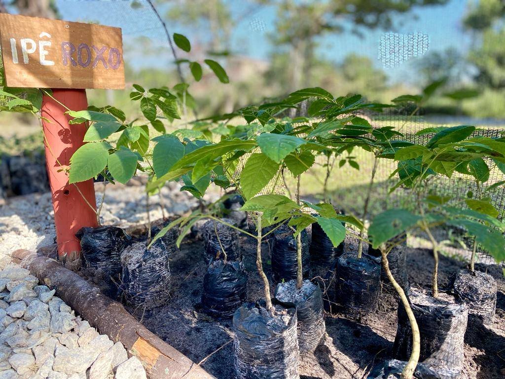 Mucuri celebra Dia do Meio Ambiente com arborização urbana e conscientização de estudantes