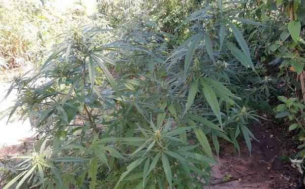 PM erradica mais de 30 mil pés de maconha no norte da Bahia