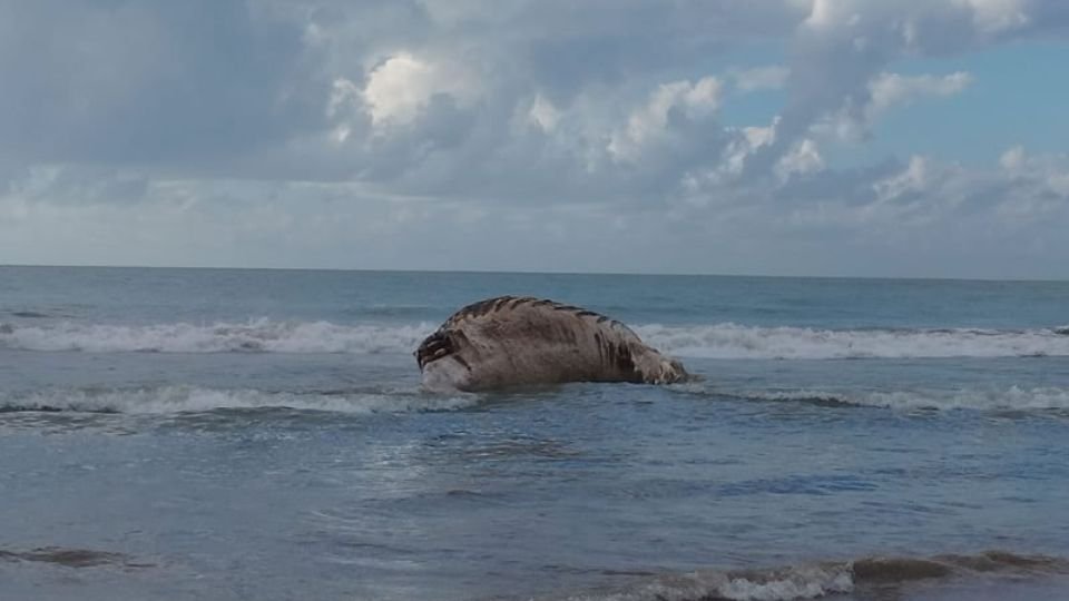 Segunda baleia chega morta em Mucuri: Meio Ambiente afirma que tempo de remoção depende do Instituto Baleia Jubarte