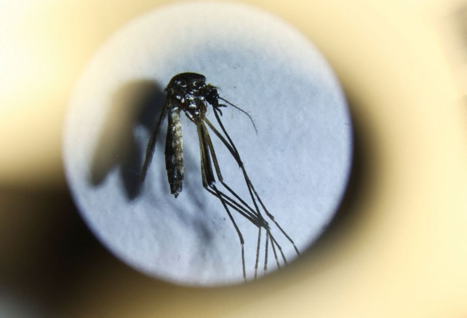 Rio Grande do Sul emite alerta epidemiológico para dengue e chikungunya 
