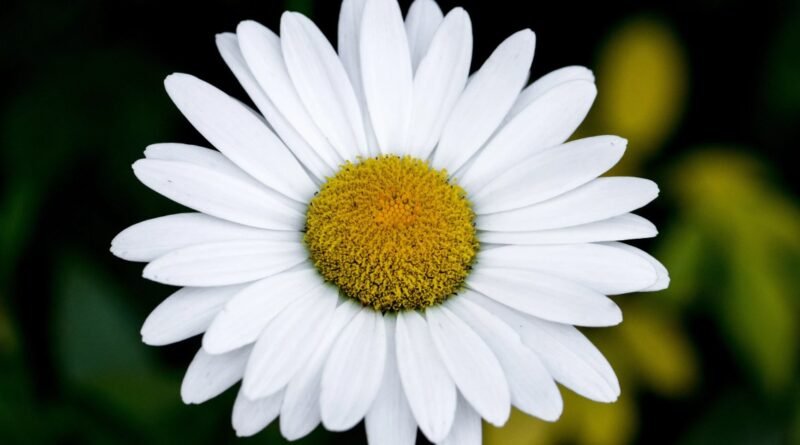 Qual sua flor de aniversário? Conheça a espécie que rege cada mês